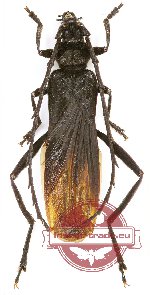 Scalenus hemipterus (A-)