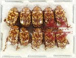 Scientific lot no. 523 Chrysomelidae (10 pcs)