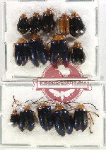 Scientific lot no. 525 Chrysomelidae (14 pcs)