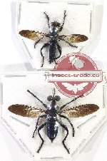 Scientific lot no. 109 Diptera (2 pcs)