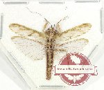 Mantidae sp. 41 (A2)