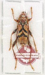 Aridaeus thoracicus (A-)