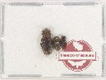 Scientific lot no. 792 Coprophaga (3 pcs)