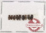 Scientific lot no. 791 Coprophaga (9 pcs)