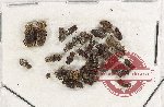 Scientific lot no. 790 Coprophaga (35 pcs)
