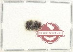 Scientific lot no. 793 Coprophaga (4 pcs)