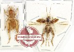 Scientific lot no. 45 Orthoptera (2 pcs)