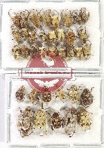 Scientific lot no. 70 Hopliinae (36 pcs A2)