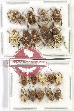 Scientific lot no. 71 Hopliinae (20 pcs)