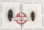 Scientific lot no. 68 Eucnemidae (2 pcs)