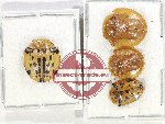 Scientific lot no. 529 Chrysomelidae (4 pcs)