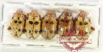 Scientific lot no. 522 Chrysomelidae (5 pcs)