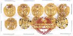 Scientific lot no. 528 Chrysomelidae (10 pcs)