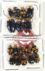Scientific lot no. 526 Chrysomelidae (16 pcs)