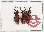 Scientific lot no. 527 Chrysomelidae (3 pcs)