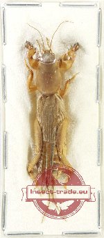 Scientific lot no. 44 Orthoptera (1 pc)