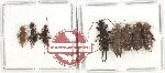 Scientific lot no. 124 Dermaptera (8 pcs)