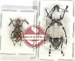 Scientific lot no. 163 Anthribidae (2 pcs - 1 pc A2)