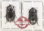 Scientific lot no. 460 Tenebrionidae (2 pcs)