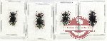 Scientific lot no. 458 Tenebrionidae (4 pcs)