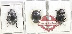 Scientific lot no. 459 Tenebrionidae (3 pcs - 1pc A2)
