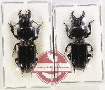 Scientific lot no. 739 Carabidae (2 pcs)