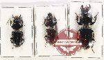 Scientific lot no. 738 Carabidae (3 pcs)