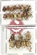 Scientific lot no. 72 Hopliinae (22 pcs)