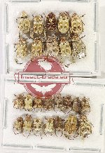 Scientific lot no. 73 Hopliinae (25 pcs)