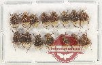 Scientific lot no. 41 Valginae (15 pcs)