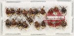 Scientific lot no. 40 Valginae (20 pcs)