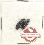 Scientific lot no. 26 Lucanidae (Figulus sp.) (2 pcs)