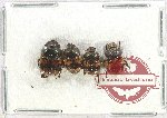 Scientific lot no. 794 Coprophaga (4 pcs A2)