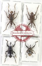 Scientific lot no. 817 Curculionidae (4 pcs)