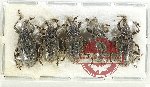 Scientific lot no. 811 Curculionidae (5 pcs)