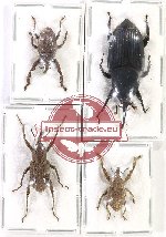 Scientific lot no. 818 Curculionidae (4 pcs)