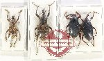 Scientific lot no. 816 Curculionidae (4 pcs)