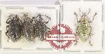Scientific lot no. 810 Curculionidae (4 pcs)