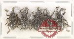 Scientific lot no. 812 Curculionidae (5 pcs)