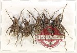 Scientific lot no. 813 Curculionidae (5 pcs)