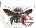 Xylocopa sp. 29