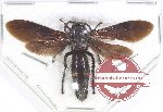 Scoliidae sp. 73 (A-)