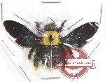 Xylocopa sp. 28