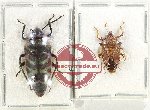 Scientific lot no. 1232 Heteroptera (2 pcs A2)