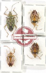 Scientific lot no. 1233 Heteroptera (4 pcs A2)