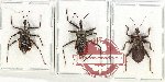 Scientific lot no. 1235 Heteroptera (3 pcs A2)