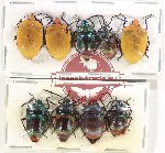 Scientific lot no. 1239 Heteroptera (9 pcs - 4 pcs A-)