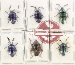 Scientific lot no. 1229 Heteroptera (6 pcs - 2 pcs A2)