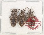 Scientific lot no. 1207 Heteroptera (3 pcs)