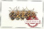 Scientific lot no. 1209 Heteroptera (5 pcs)